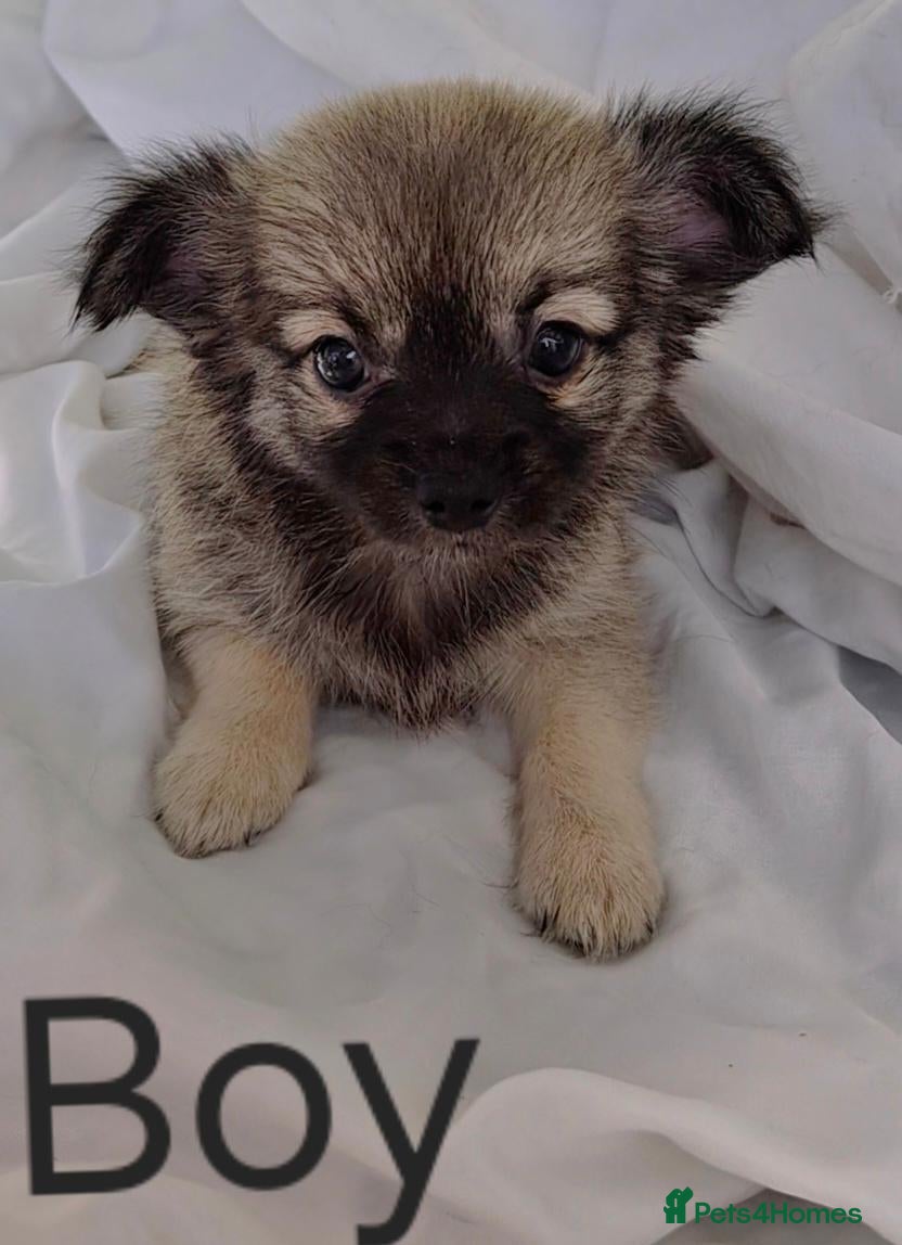 Chihuahua dogs **last boy available**long Coat Chihuahua pup - Advert 10