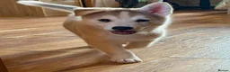 Siberian Husky dogs for sale: Charismatic Companions Ready to Make You Smile in Leeds - Advert 9