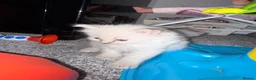 Ragdoll cats for sale:     Stunning Ragdoll Kittens - Advert 10