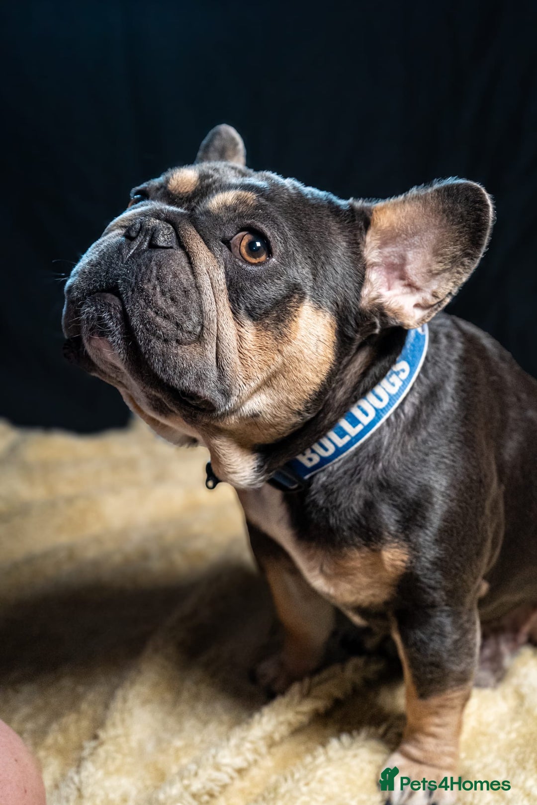 French Bulldog dogs for sale: 2 🟪 French bulldog mums carries fluffy‼️Ready now - Advert 19