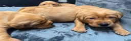 Goldador dogs for sale: Fox Red Golden Retriever X Labrador pups 🧡 in Thetford - Advert 6
