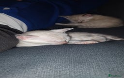 Bengal cats for sale: Snow Bengal kitten - Image 6