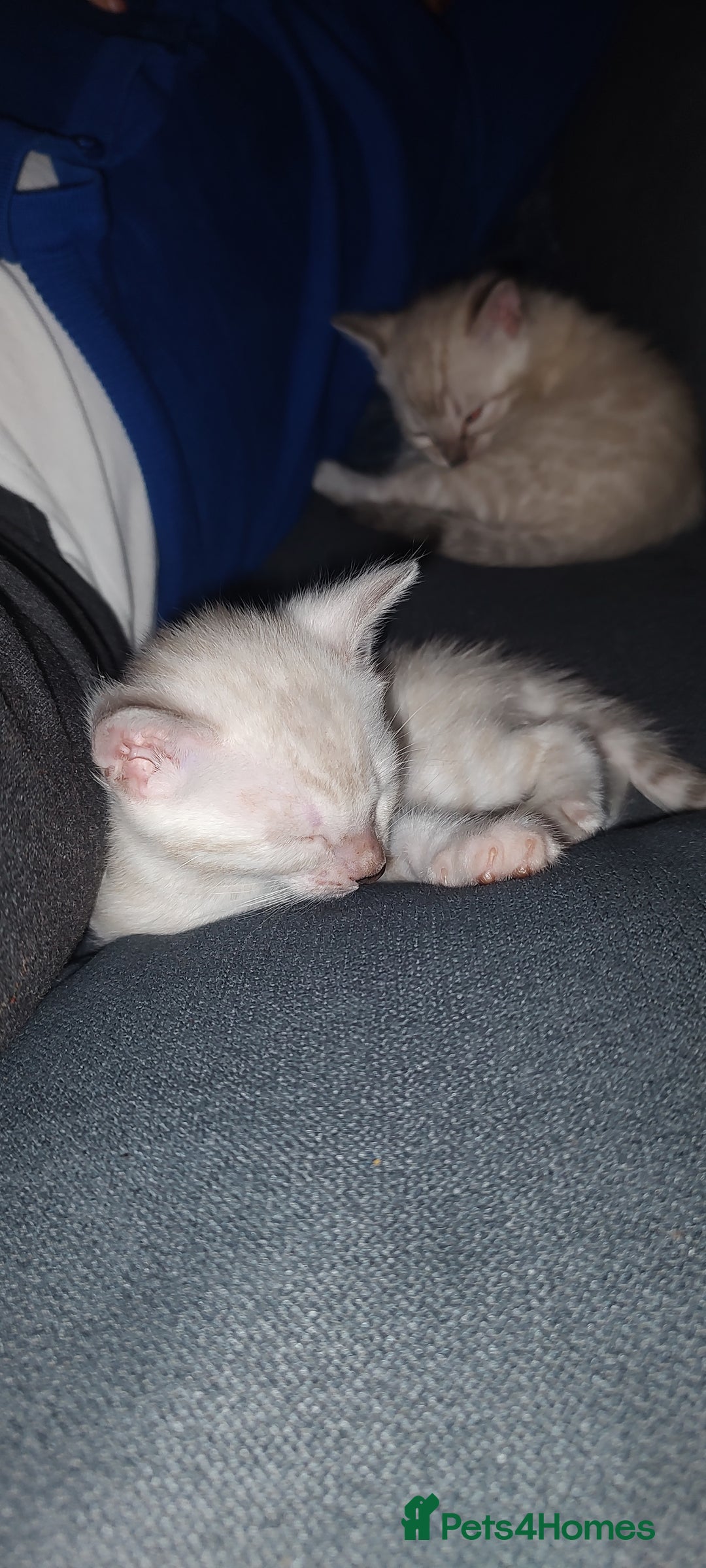 Bengal cats for sale: Snow Bengal kitten - Image 6