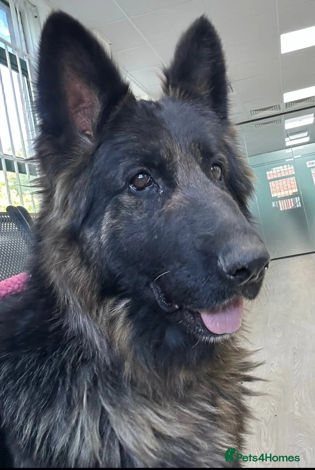 German Shepherd dogs for sale: TWO BEAUTIFUL GIRLS - Advert 9