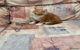 Mixed Breed cats for sale: Ginger Male Kitten -£220 - Image 6