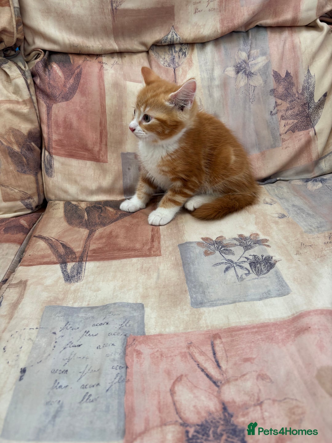 Mixed Breed cats for sale: Ginger Male Kitten -£220 - Image 6