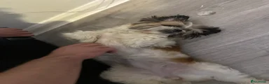 Shih Tzu 2