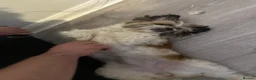 Shih Tzu dogs for sale: Shi Tzu  in Nottingham - Advert 2
