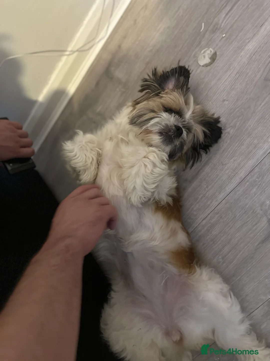 Shih Tzu dogs for sale: Shi Tzu  in Nottingham - Advert 2