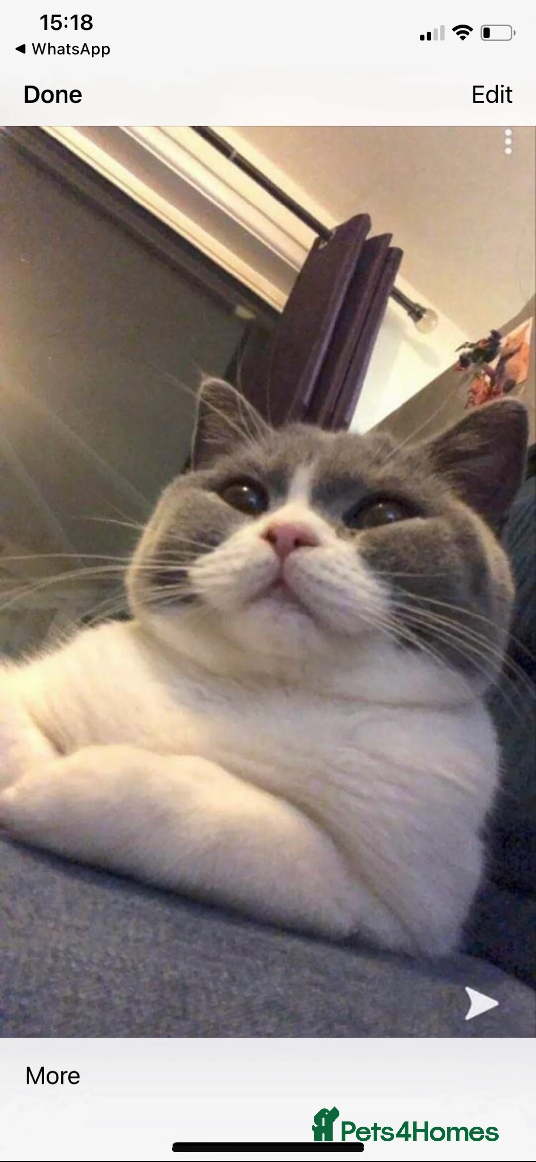 British Shorthair cats for sale: Stunning bsh kittens top pedigree gccf  - Advert 2
