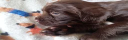 Sprocker dogs for sale: F1 sprocker puppies - Advert 21