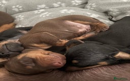 Miniature Dachshund dogs for sale: Gorgeous mini dachshunds ready to leave now - Image 6