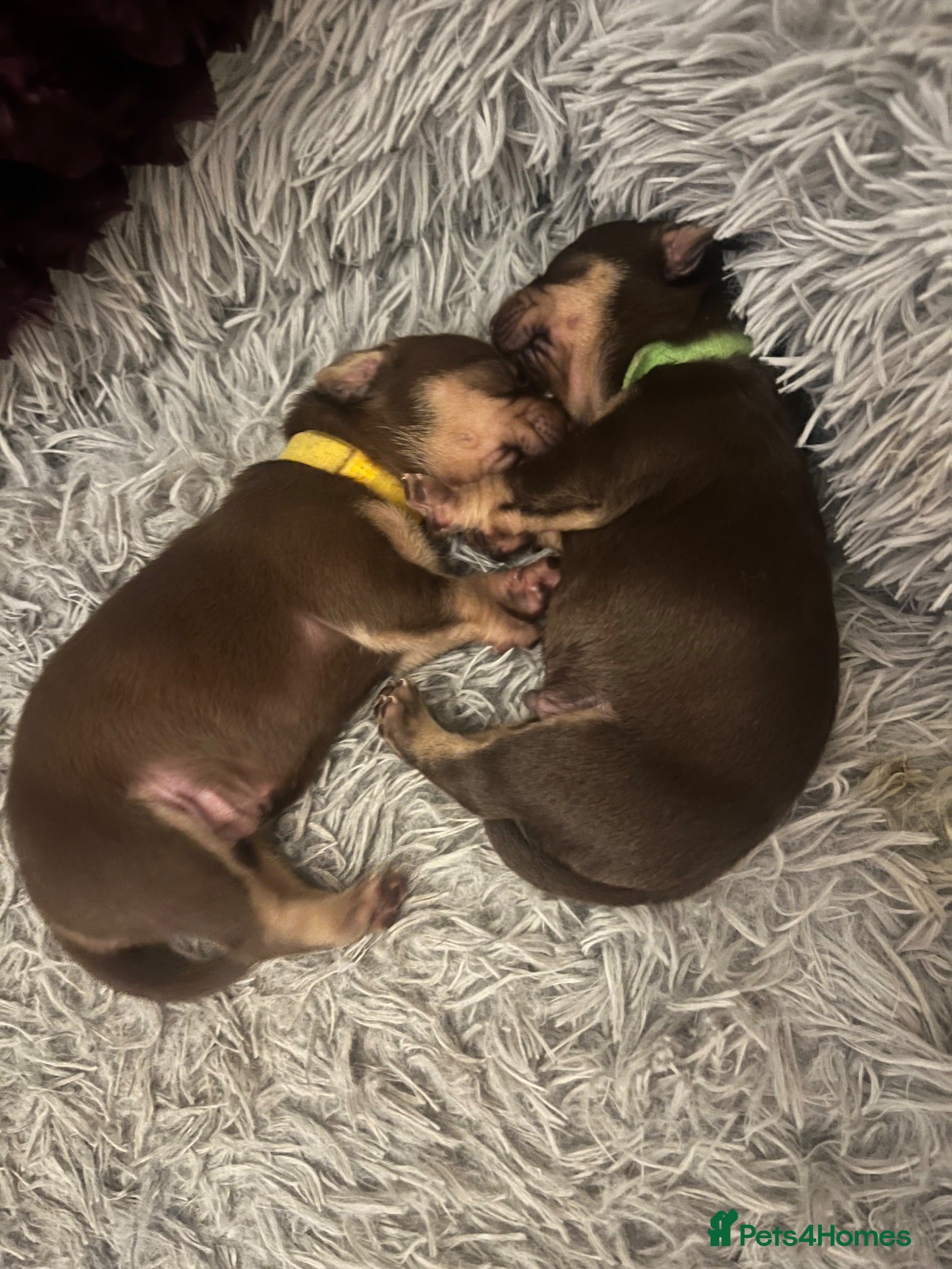 Mixed Breed dogs 7 Beautiful French wiener pups  - Advert 17