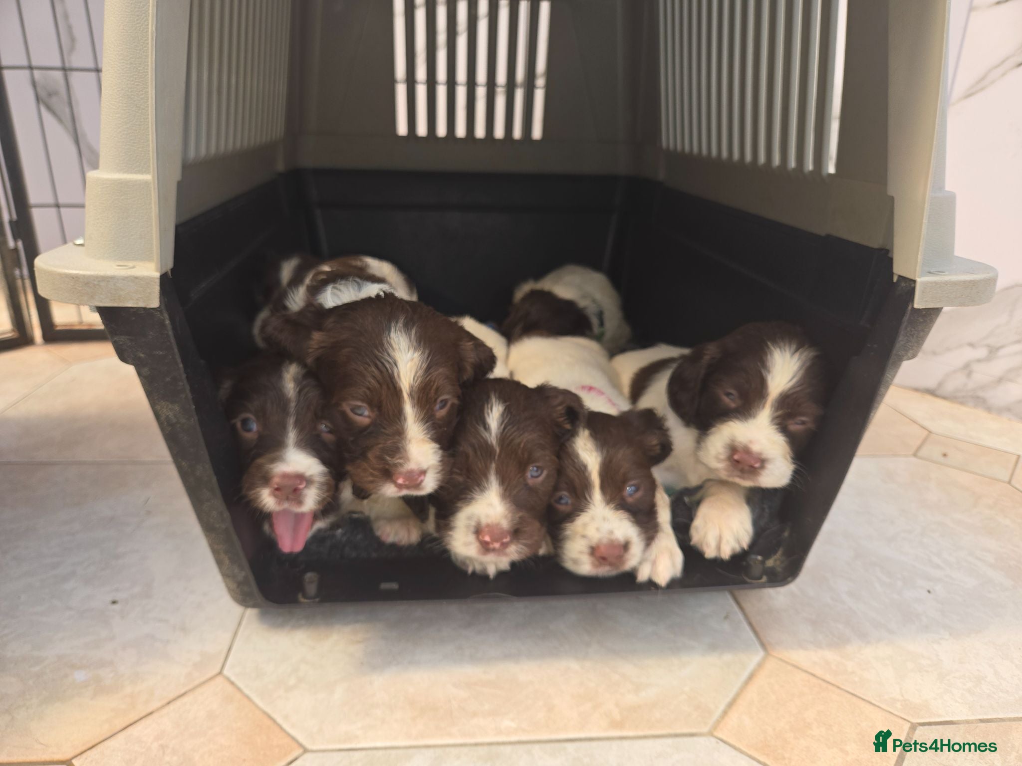 English Springer Spaniel dogs Working English Springer Spaniel Pups - Advert 1