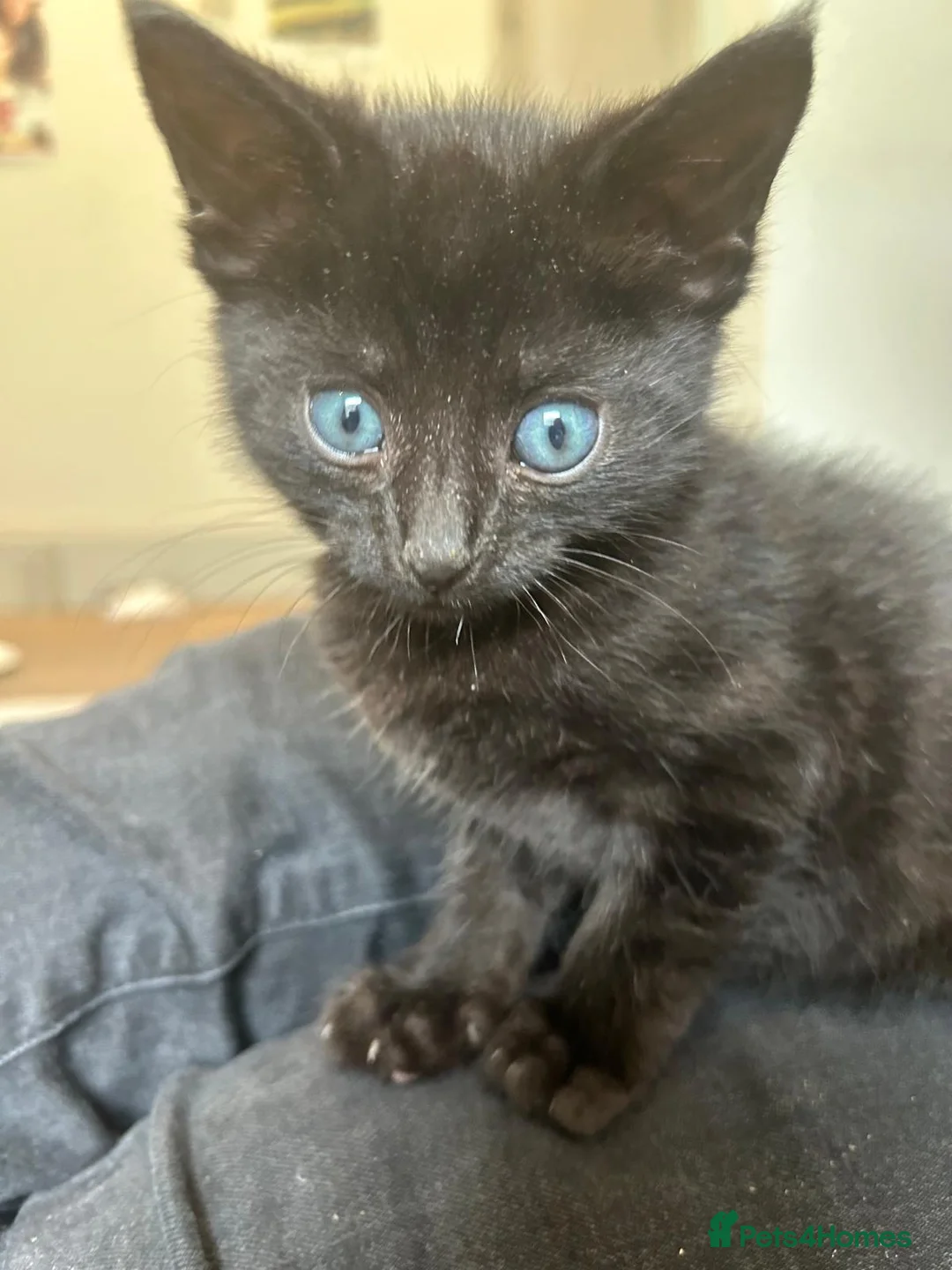 Mixed Breed cats for sale: Beautiful Hand-Reared Kittens in Guildford - Advert 2