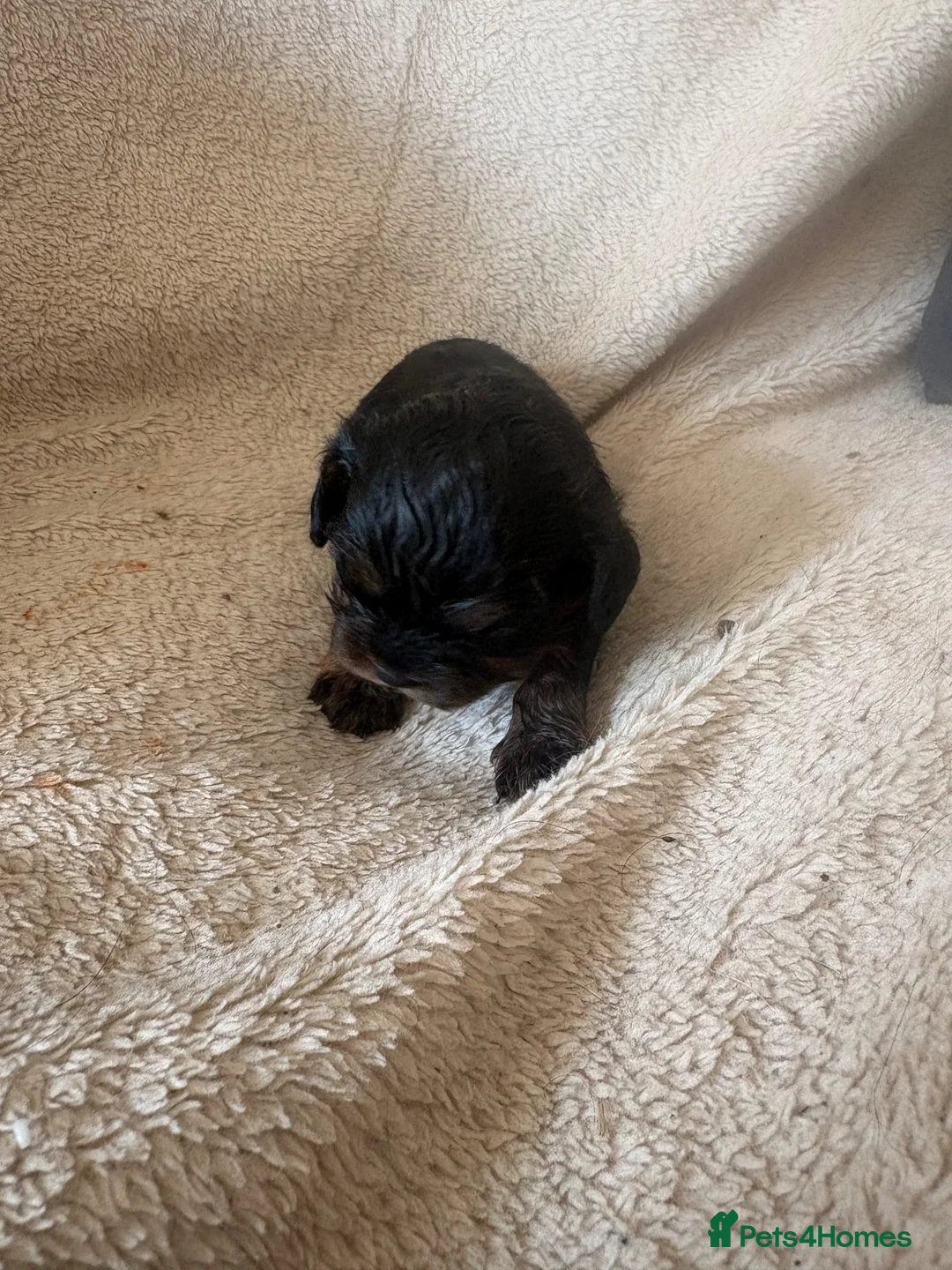 Cavalier King Charles Spaniel dogs for sale: Cavalier King Charles spaniel puppies in Worcester - Advert 2