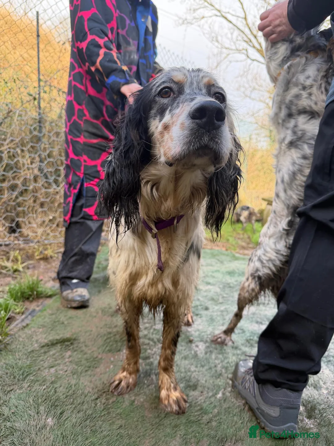 English Setter dogs for adoption: Drick - Advert 2