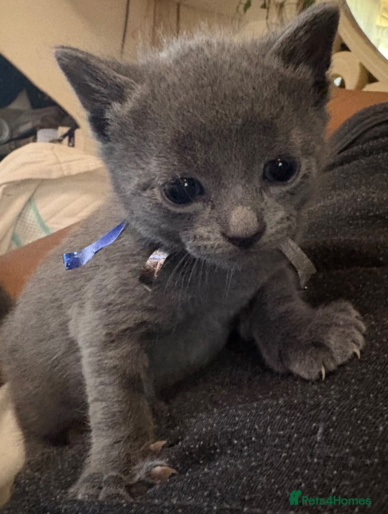 Russian Blue cats for sale: Blue Russian kittens - Advert 5