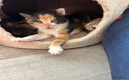 Domestic Shorthair cats for sale: 🐾Sorry….All REHOMED now 🥰 🐾 - Advert 20