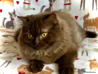 British Longhair cats Chocolate BLH boys TICA registration - Advert 1