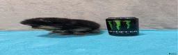Pomeranian dogs for sale: Pedigree Pomeranian puppy's  - Advert 9