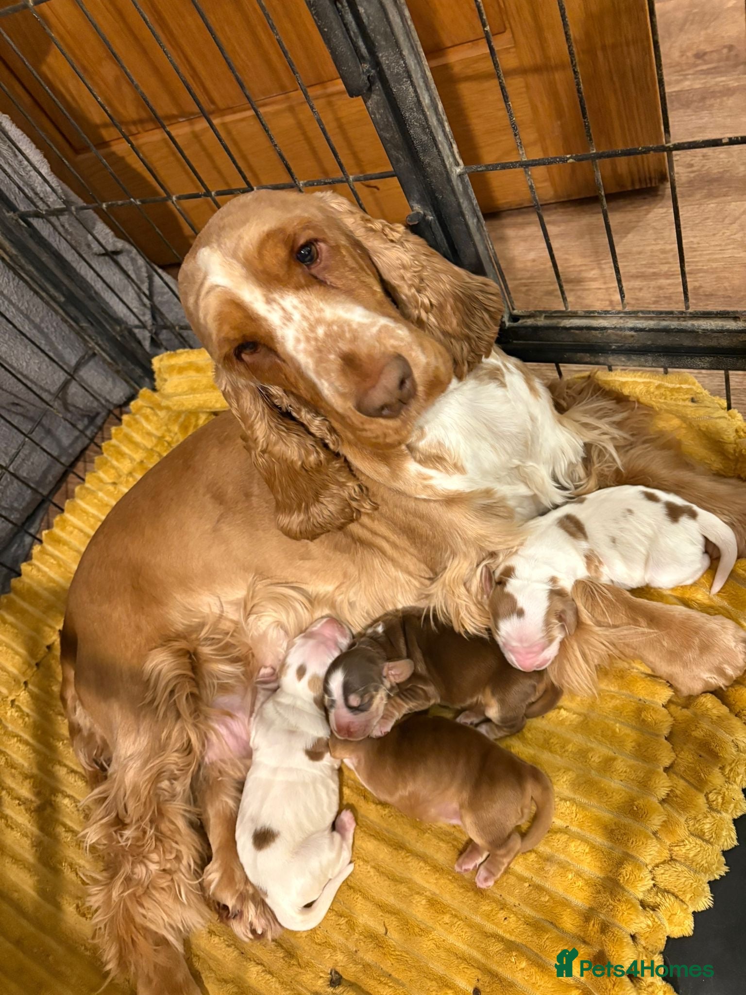 Cocker Spaniel dogs Show cocker spaniel puppy - Advert 18