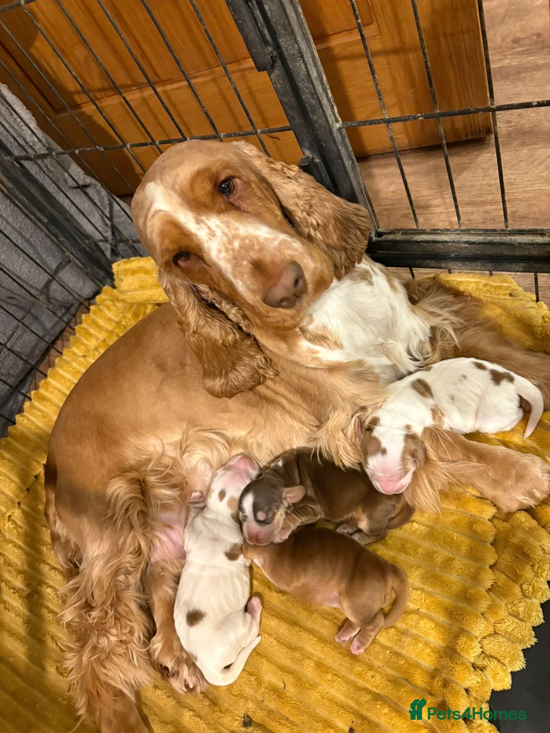 Cocker Spaniel dogs for sale: Show cocker spaniel puppy - Advert 1