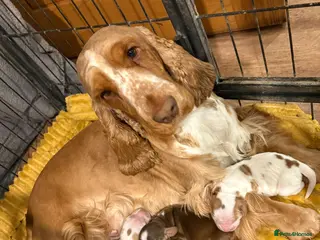 Cocker Spaniel dogs Show cocker spaniel puppy - Advert 3