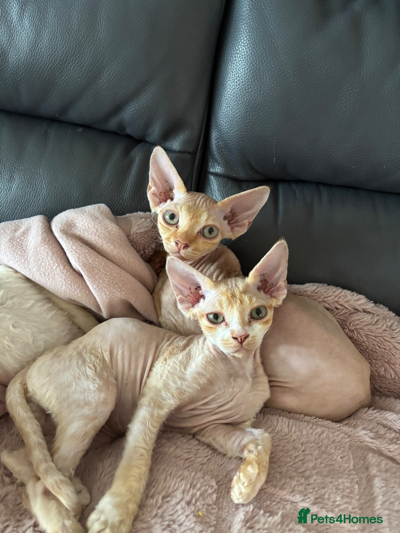 Devon Rex cats Ready now. GCCF registered and health tested. - Advert 2