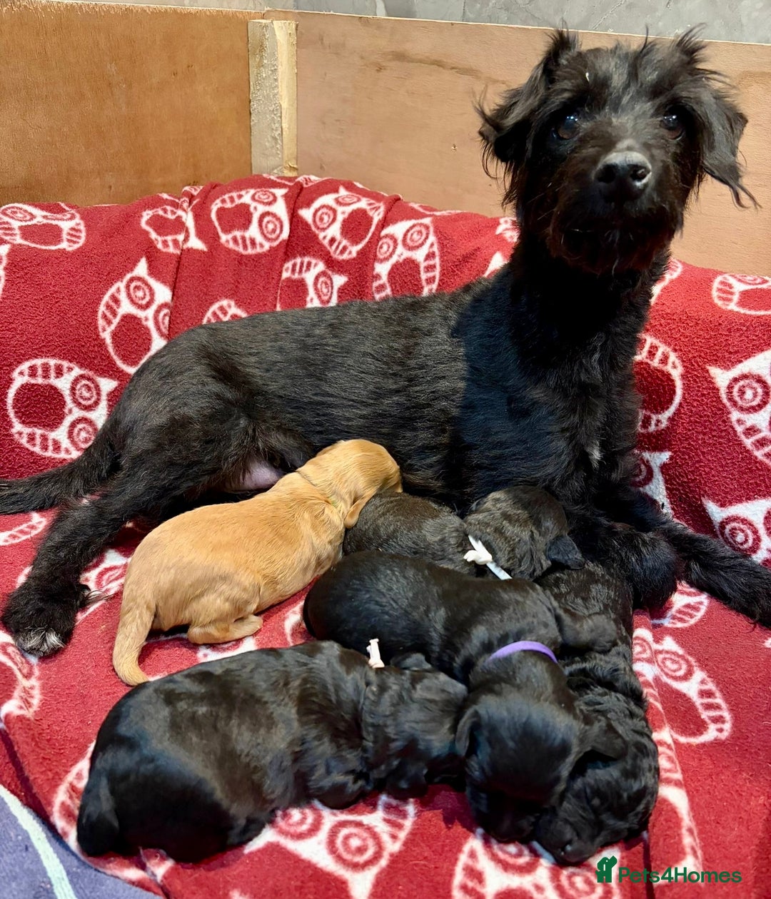 Jackapoo dogs for sale: Jackapoo Puppies - Advert 10