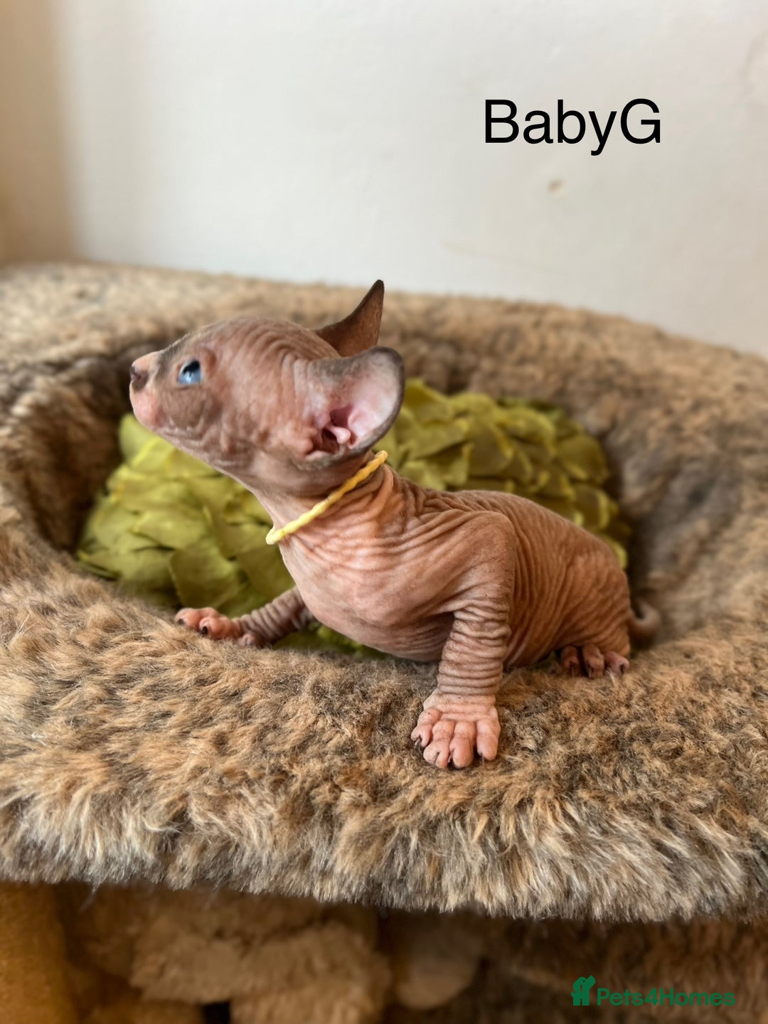 Sphynx cats for sale: Exquisite Sphynx Kittens - Image 8
