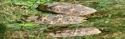 Tortoise reptiles for sale: INDIAN STAR TORTOISES ADULT BREEDING TRIO - Advert 1
