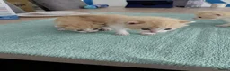 Mixed Breed cats for sale: 3 male and 2 female kittens - Advert 13