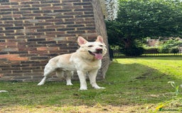 German Shepherd dogs for sale: 3 year old white male German shepherd  - Image 3