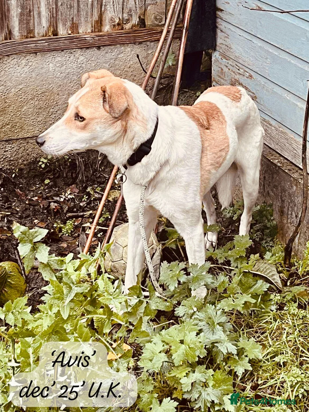 Mixed Breed dogs for adoption: Avis- 20 months - Available Devon area 🇬🇧🇬🇧 - Advert 7