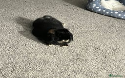 Mini Lop rabbits for sale: 2 Mini Lops For Sale  - Image 3