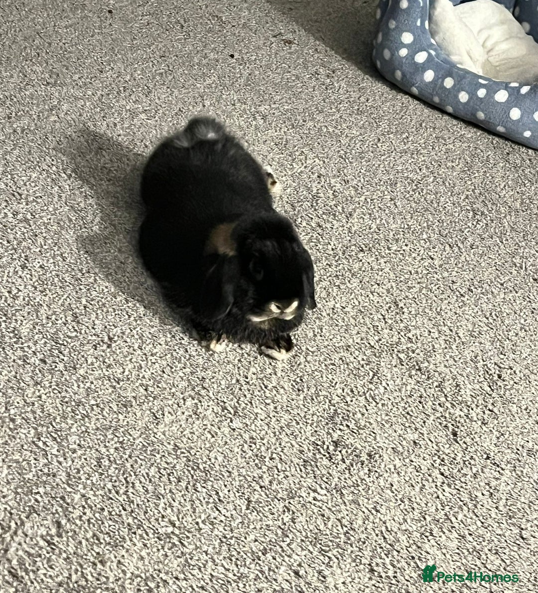 Mini Lop rabbits for sale: 2 Mini Lops For Sale  - Image 3