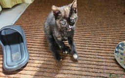 British Shorthair cats for sale: 4 Beautiful Kittens - Image 7