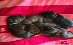 Cocker Spaniel dogs for sale: Cocker spaniel puppies - Image 36
