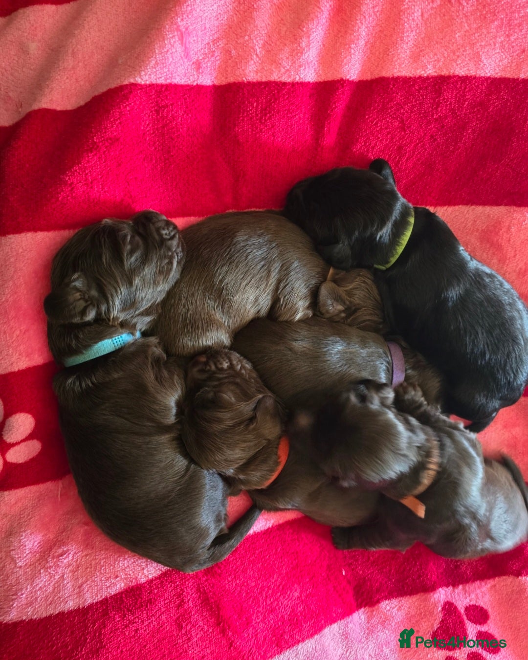 Cocker Spaniel dogs for sale: Cocker spaniel puppies - Image 36