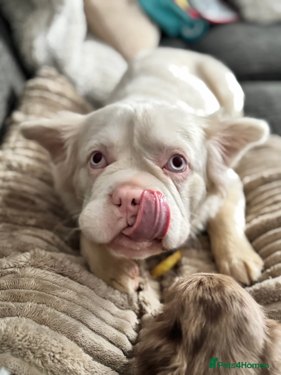 French Bulldog dogs for sale: Looking for a forever home x  - Advert 6