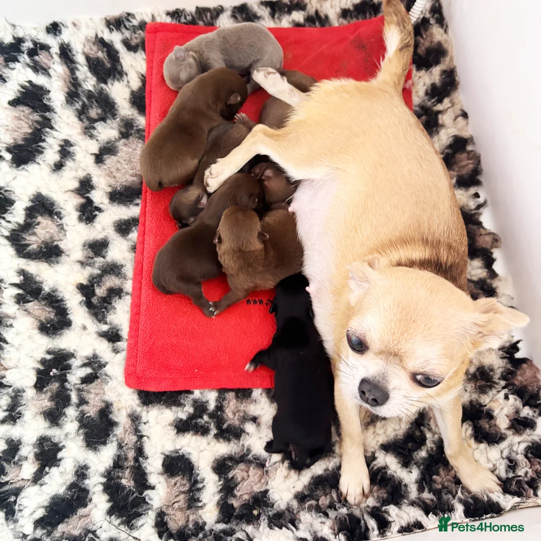 Chihuahua dogs for sale: KC REG HEALTH TESTED CHIHUAHUAS  - Advert 4