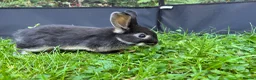 Mixed Breed rabbits for sale: Beautiful baby rabbits in Cardiff - Advert 3