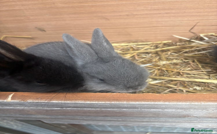 Netherland Dwarf rabbits - Advert 1