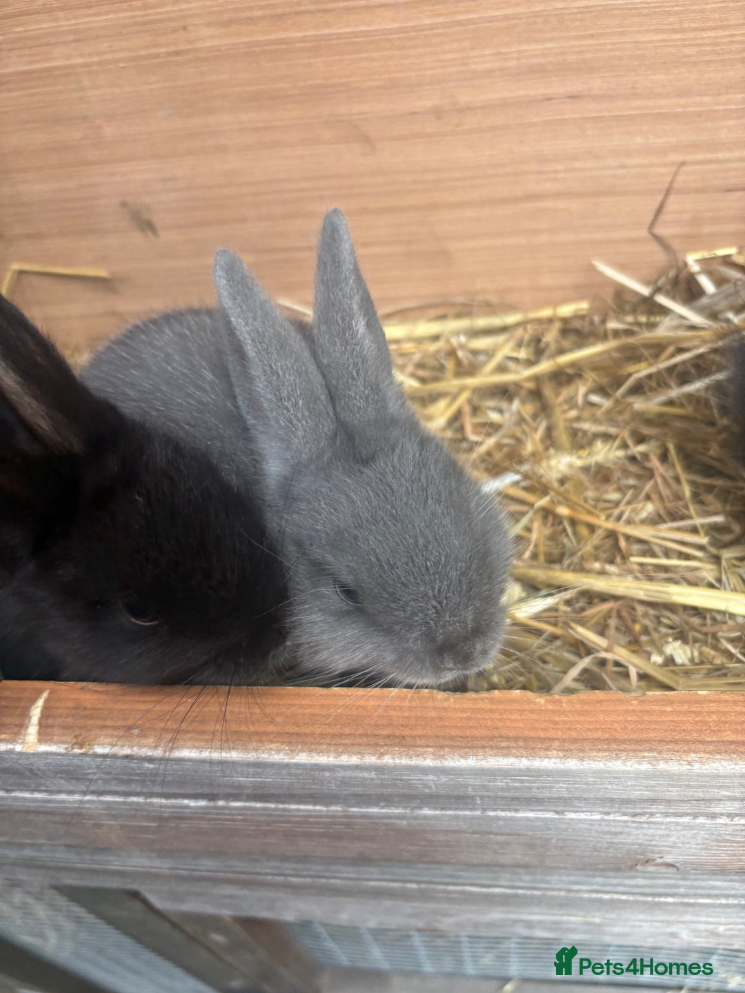 Netherland Dwarf rabbits for sale: Beautiful Netherland dwarf bunnys - Image 1