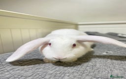 Mixed Breed rabbits for sale: Bunnies in Cheddar - Image 9