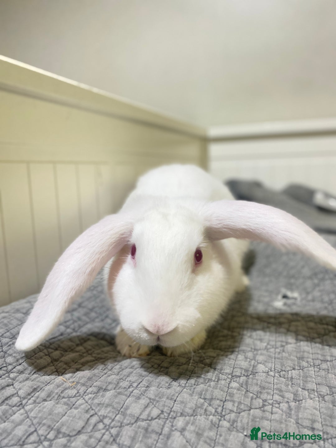 Mixed Breed rabbits for sale: Bunnies in Cheddar - Image 9