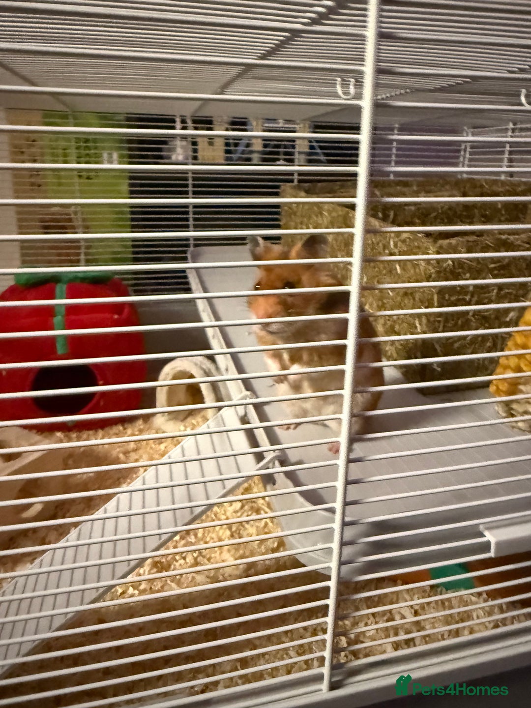 Hamster rodents for sale: Syrian hamster  - Advert 5