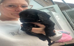 Cocker Spaniel dogs for sale: Only 4 babies left  - Image 12