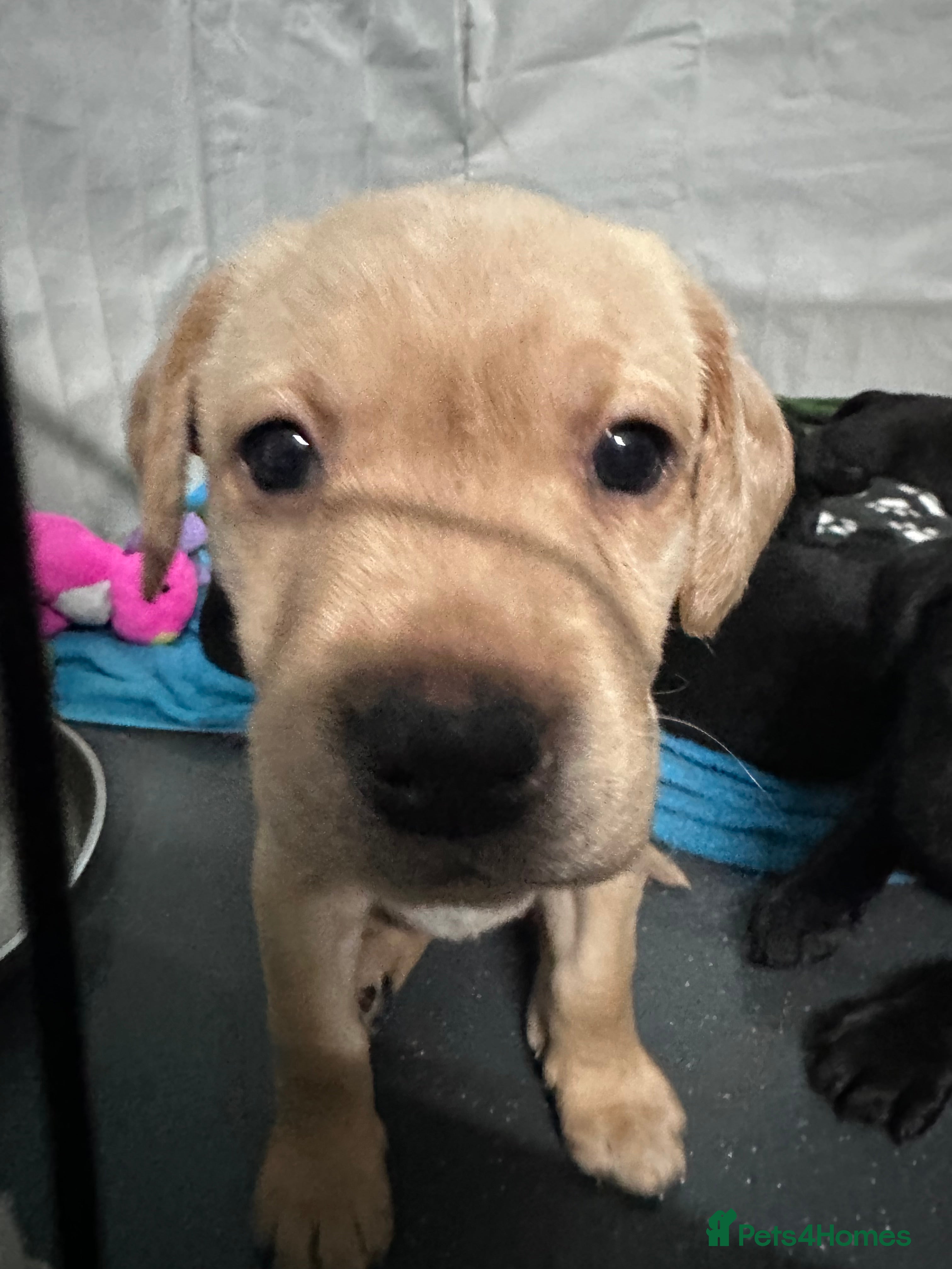 Labrador Retriever dogs LAST YELLOW FEMALE LEFT - Litter of 8 Labrador - Advert 4